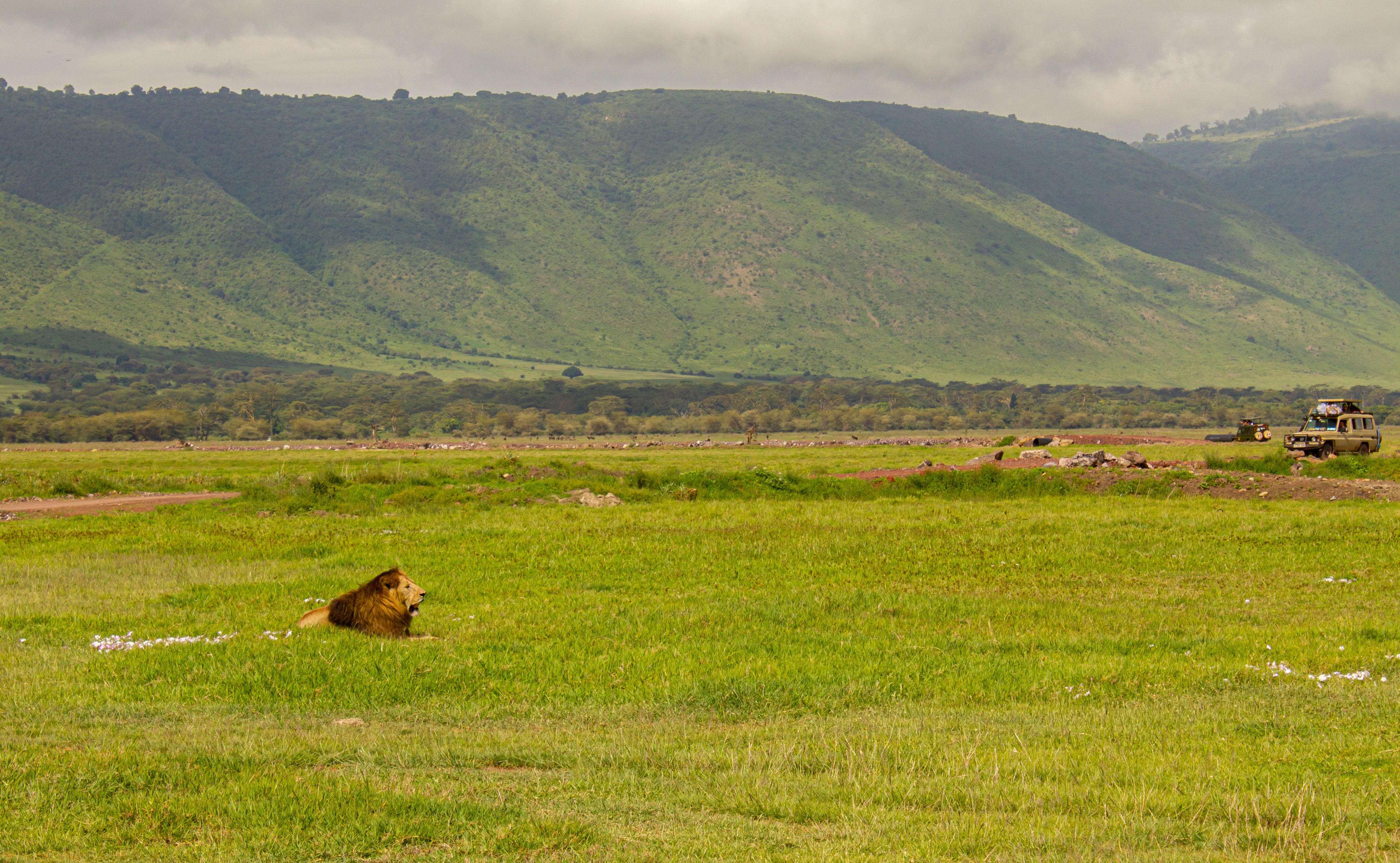 The First Safari — image 2