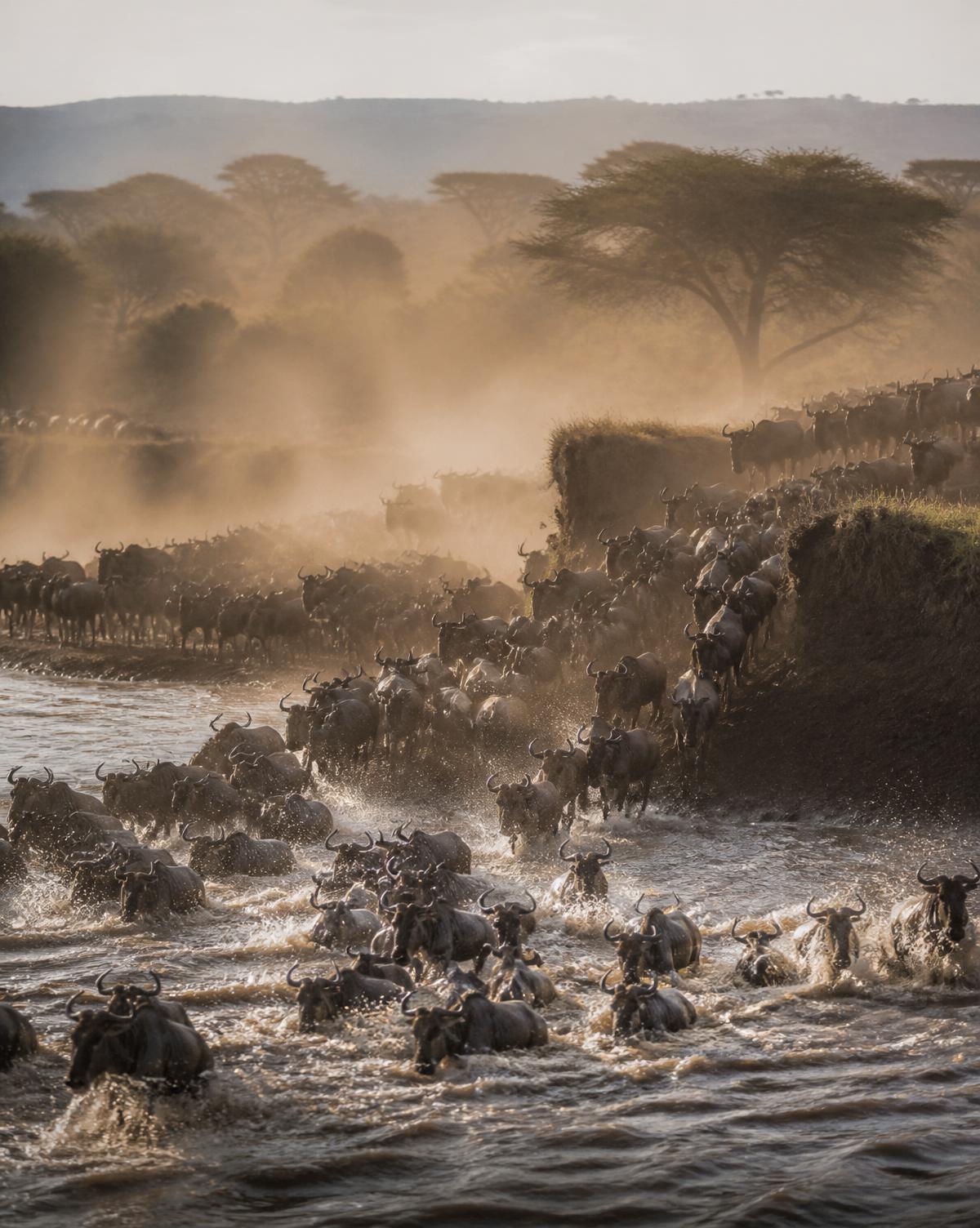 Great Migration Safari