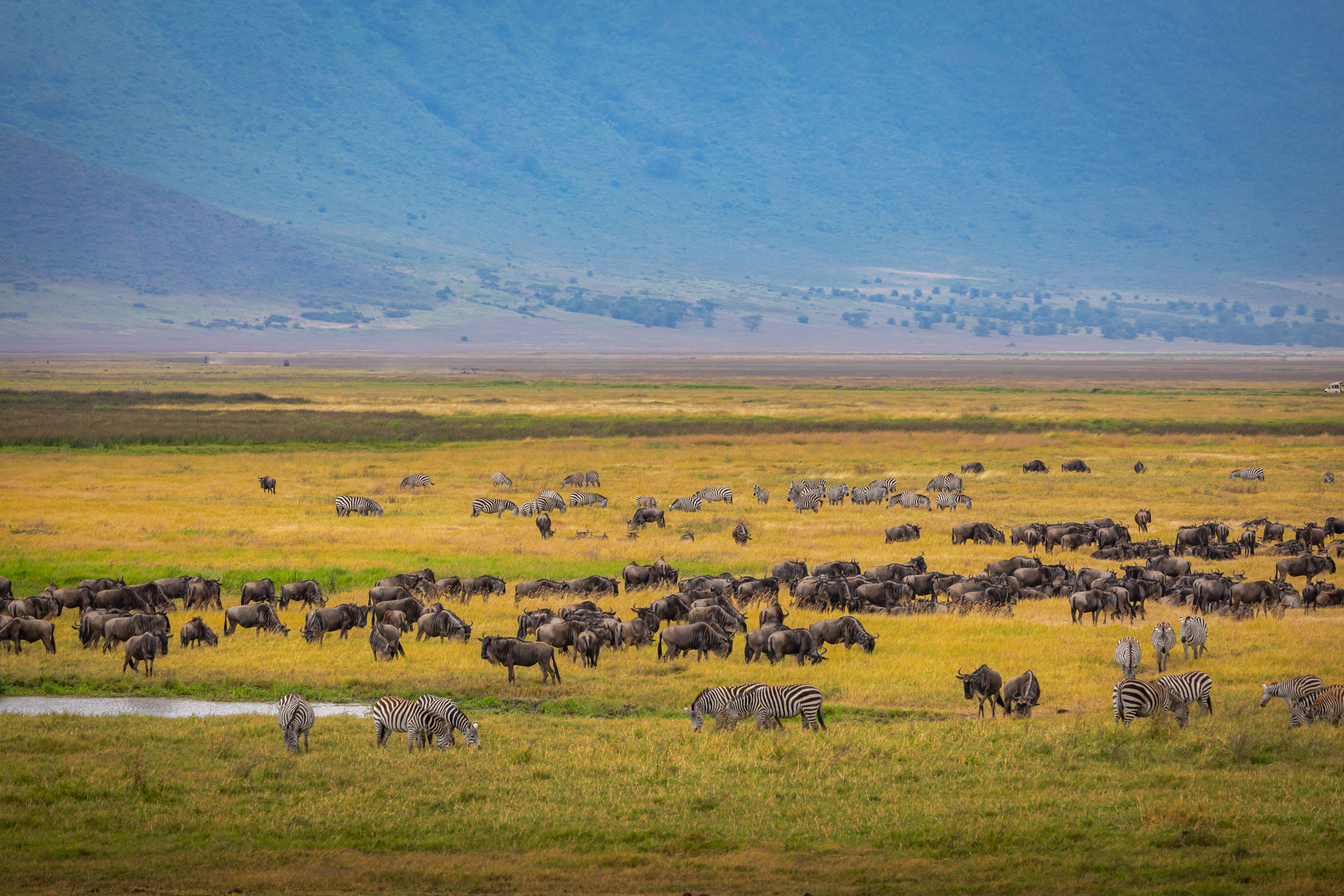 The Serengeti, Slowly