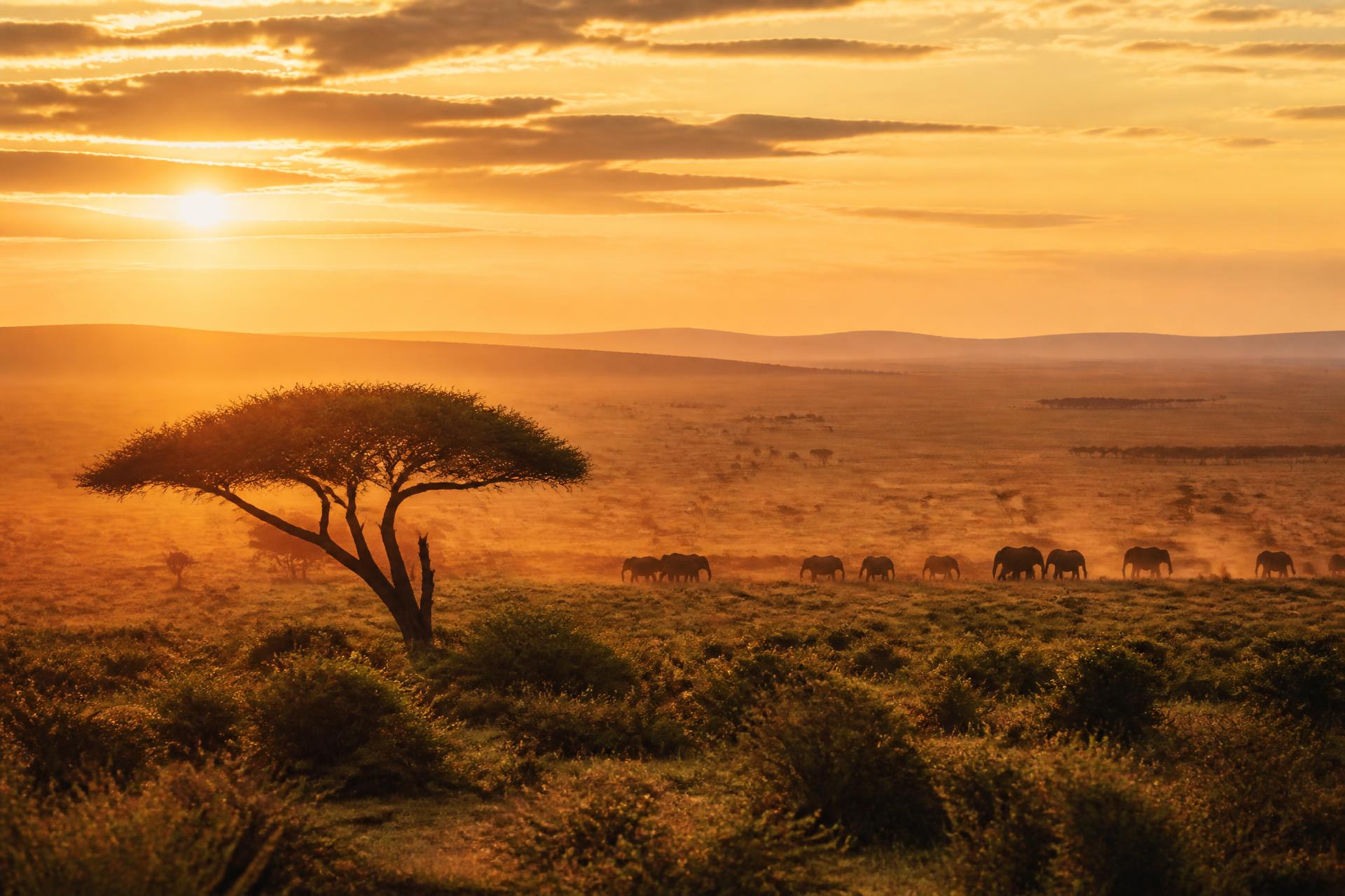 Golden light over the Tanzanian savannah at sunrise